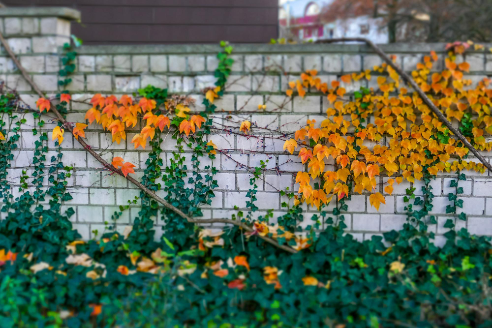 conseils pour planter le long d'un mur de maison