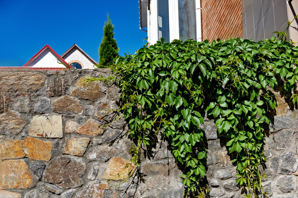 idées et conseils pratiques pour planter le long d'un mur de maison
