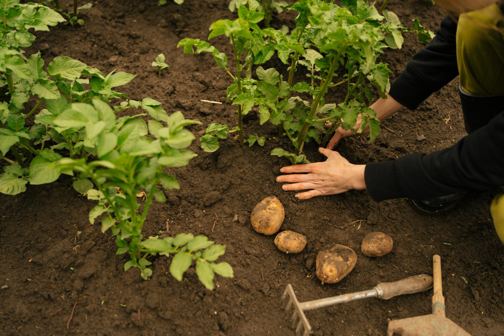 Les secrets d'une plantation pour de délicieuses pommes de terre.jpg