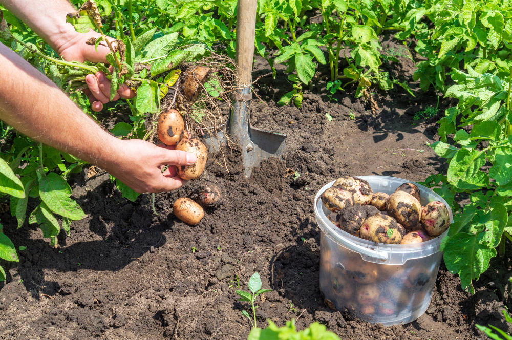 Les secrets d'une plantation réussie pour de délicieuses pommes de terre