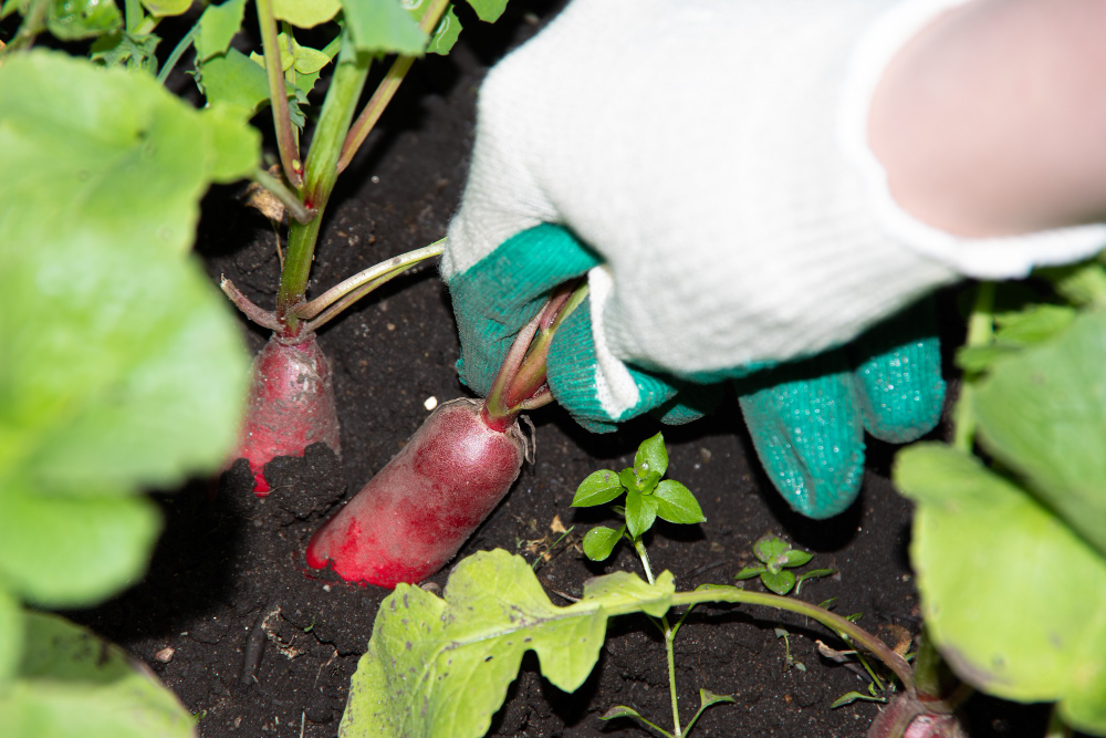 astuces pour planter en mars au potager pour une récolte réussie.jpg