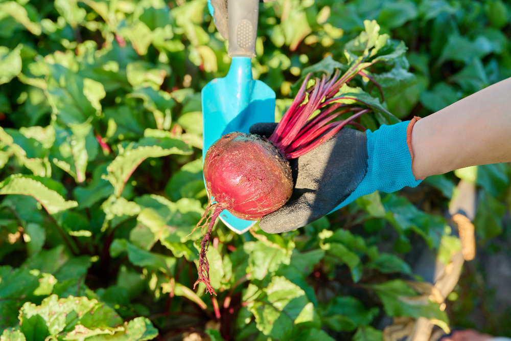 astuces pour planter en mars au potager