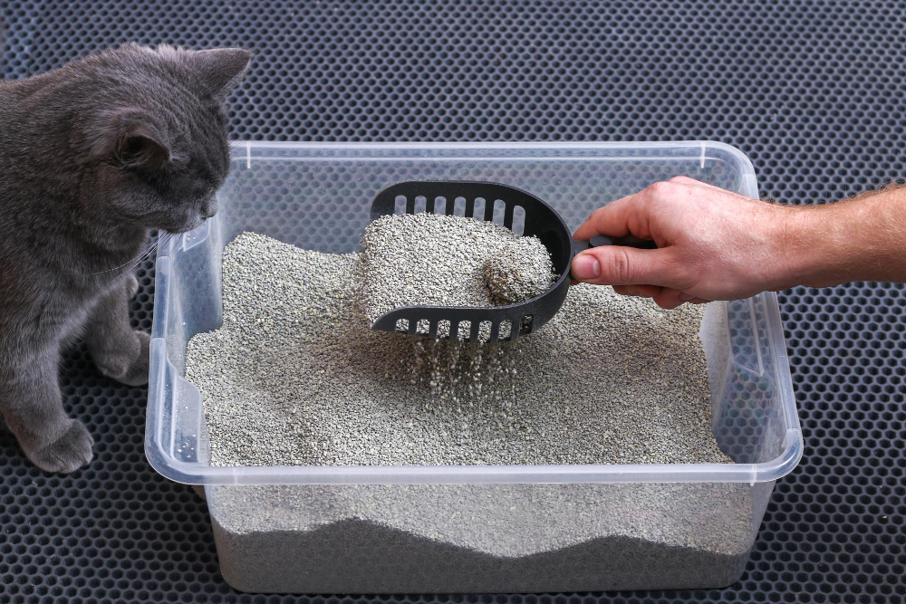 neutraliser durablement l'odeur d'urine de chat dans votre intérieur