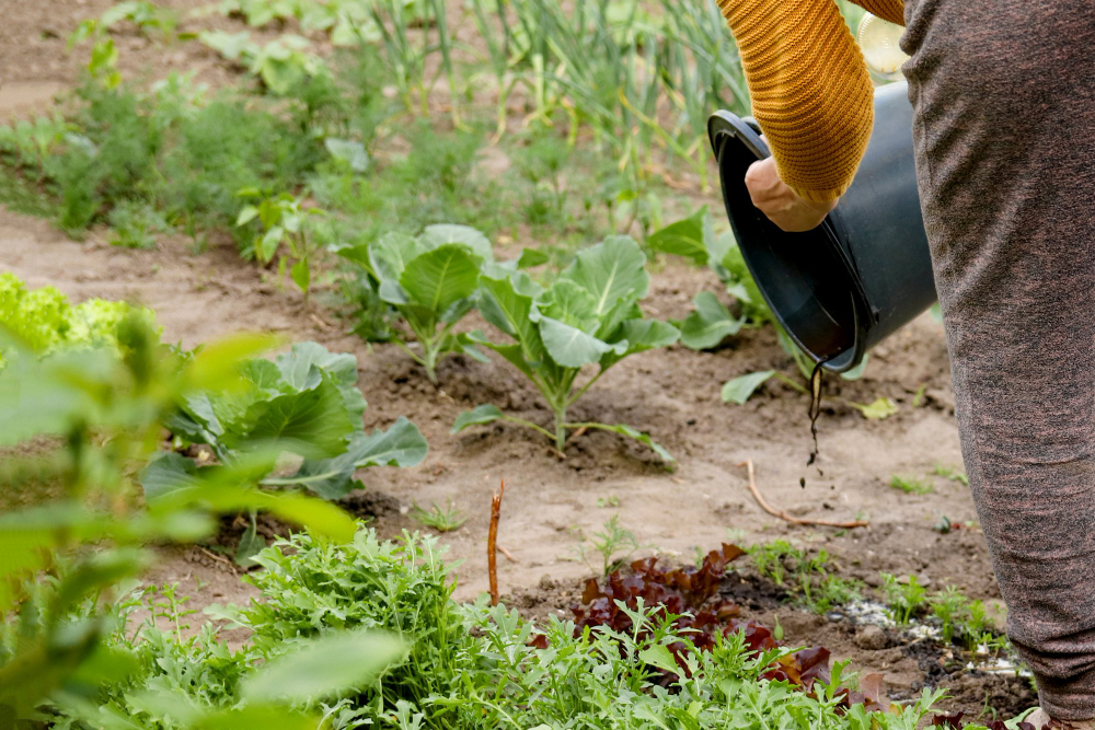planter en mars au potager pour une récolte réussie