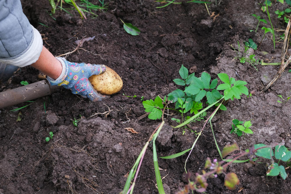 une plantation pour de délicieuses pommes de terre.jpg